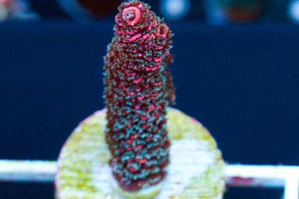 Kraken супернет рынок