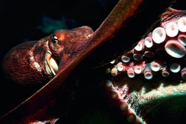 Kraken новая ссылка